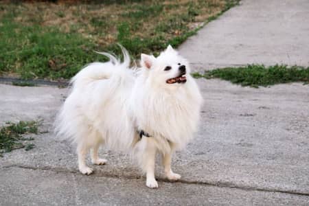 mjhe ik Russian female dog cheye sargodha ki location mei 03007284220