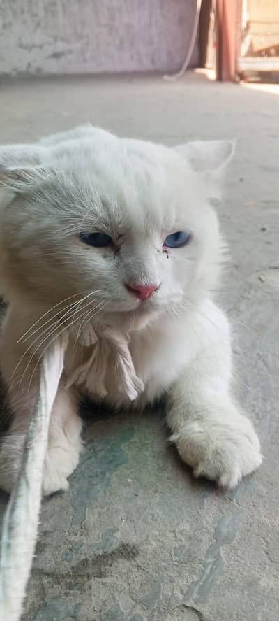 persian male