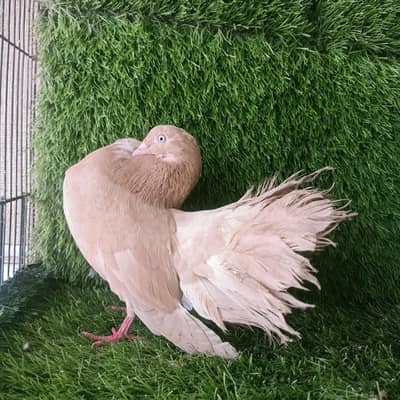Double tail Lakka Female For Sale