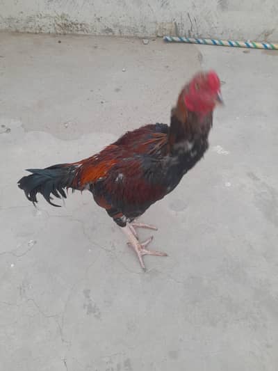 2 Murghay for sale