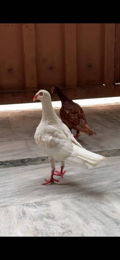 Danish pigeons
