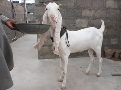 Gulabi bakri
