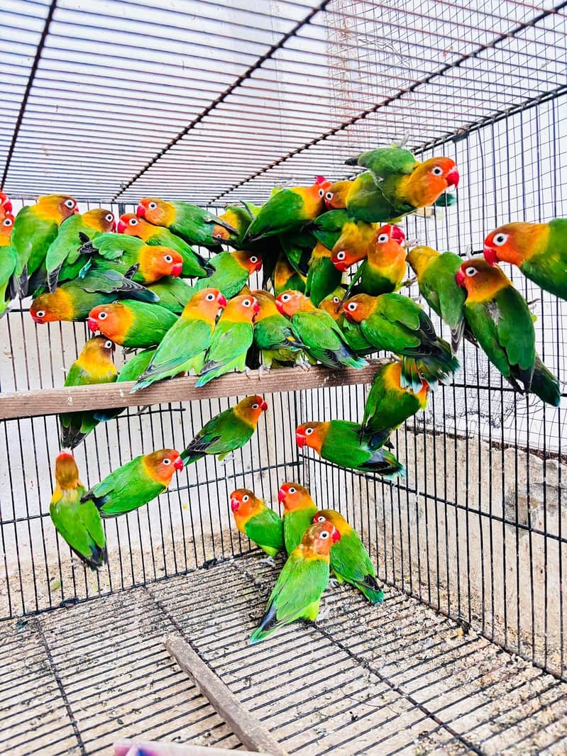 Love Bird setup 0