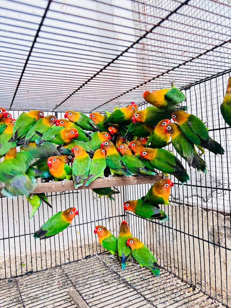 Love Bird setup 1
