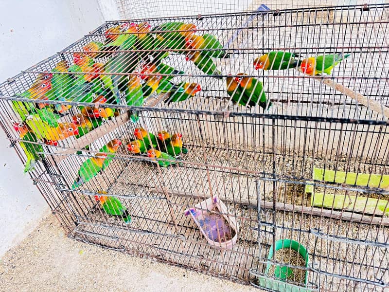 Love Bird setup 2