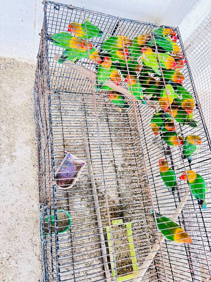 Love Bird setup 3