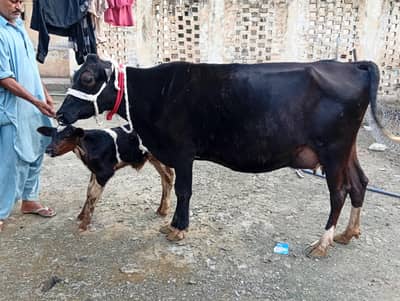 crossbreed cow 1st timer with male calf.