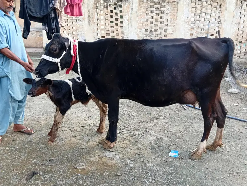 crossbreed cow 1st timer with male calf.