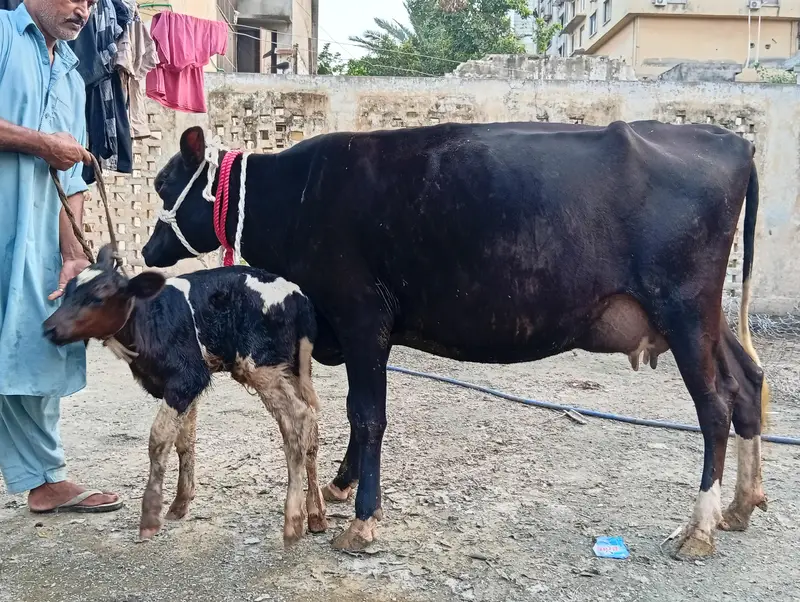 crossbreed cow 1st timer with male calf. — photo 2