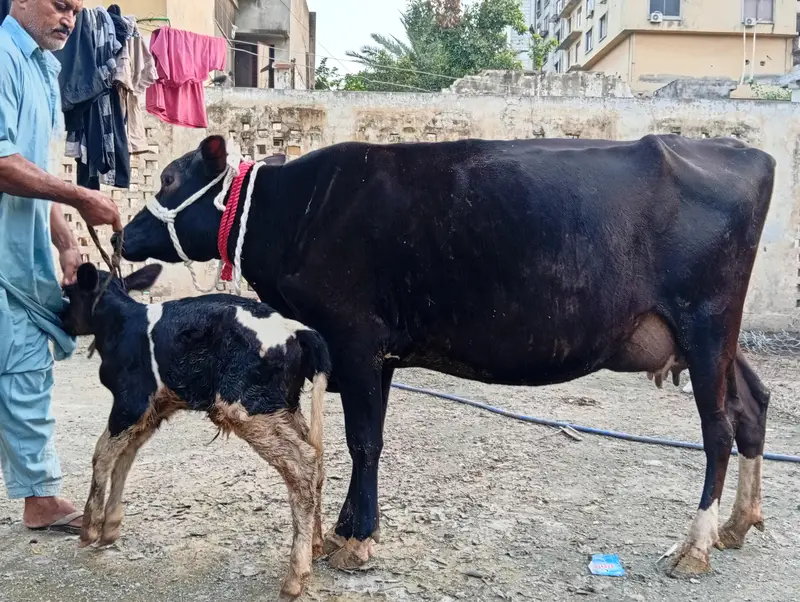 crossbreed cow 1st timer with male calf. — photo 3