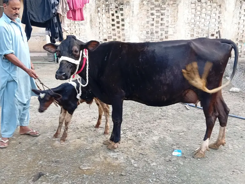 crossbreed cow 1st timer with male calf. — photo 4