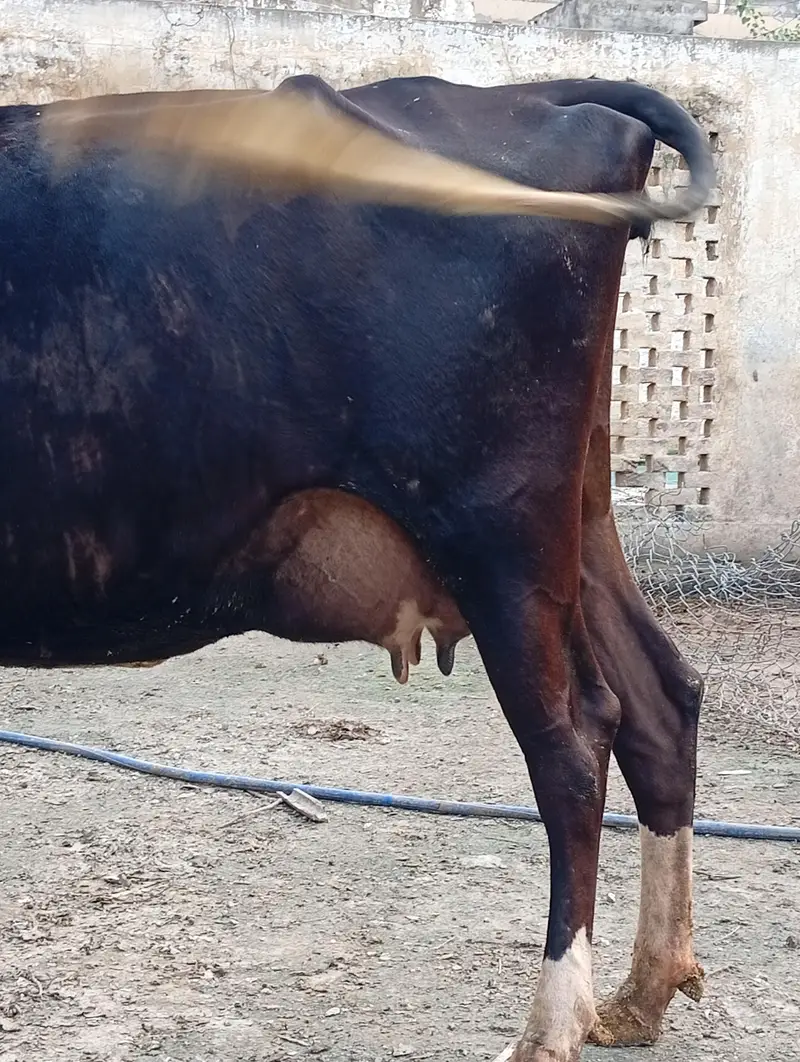 crossbreed cow 1st timer with male calf. — photo 5