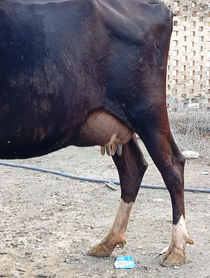 crossbreed cow 1st timer with male calf. — photo 6