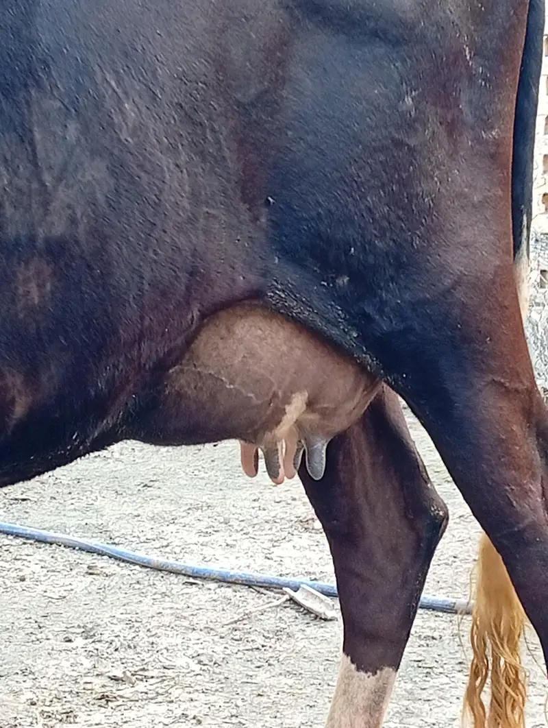 crossbreed cow 1st timer with male calf. — photo 7