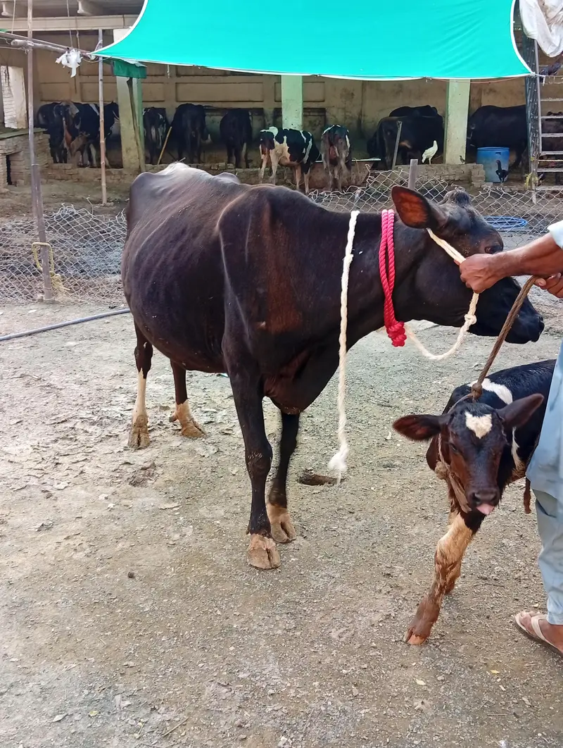 crossbreed cow 1st timer with male calf. — photo 8