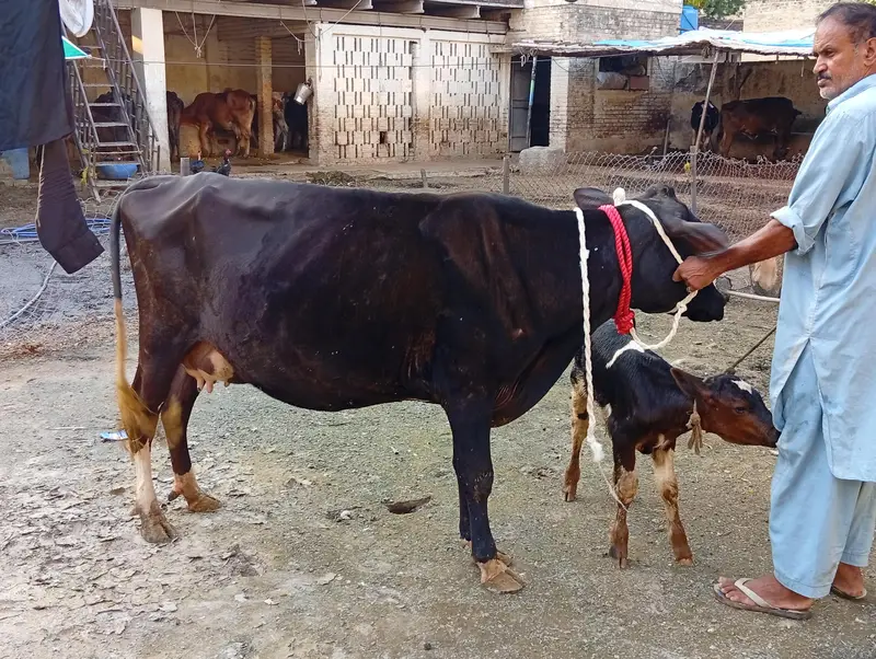 crossbreed cow 1st timer with male calf. — photo 9