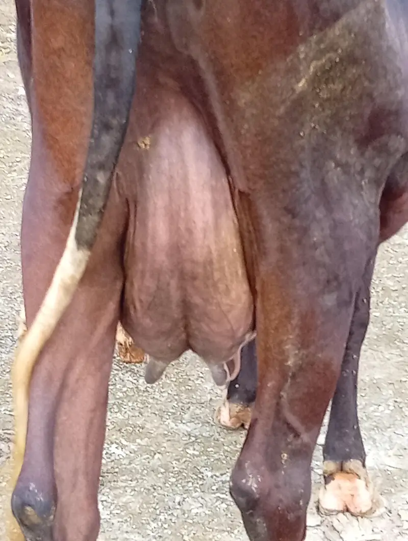 crossbreed cow 1st timer with male calf. — photo 10