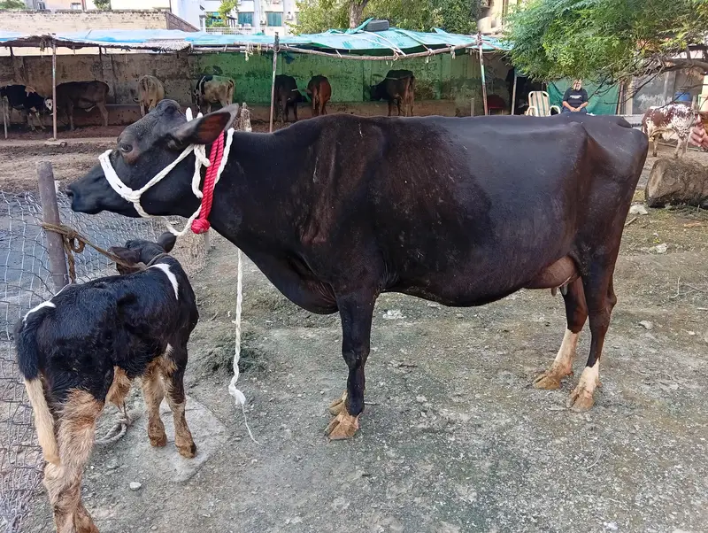 crossbreed cow 1st timer with male calf. — photo 11