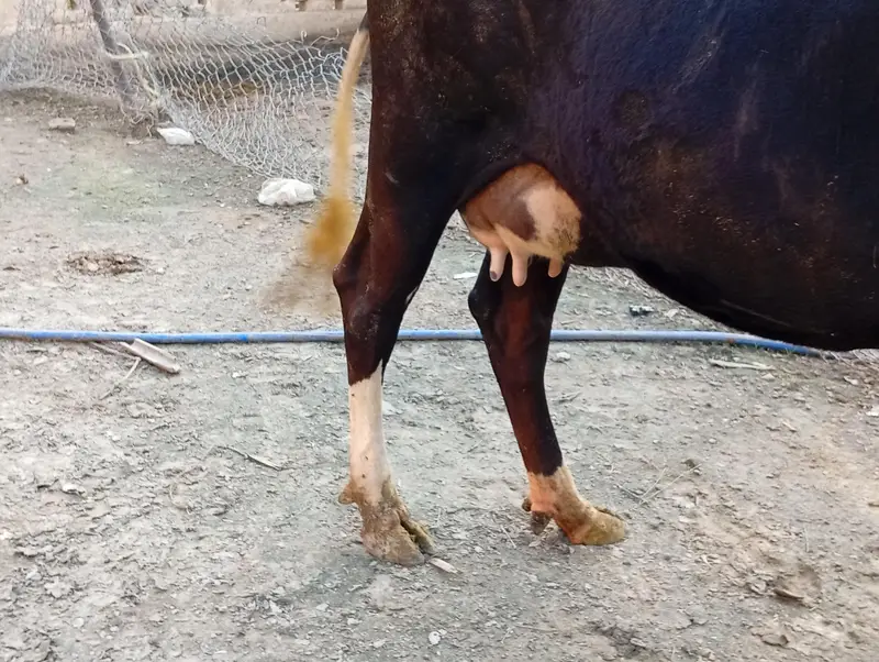 crossbreed cow 1st timer with male calf. — photo 12