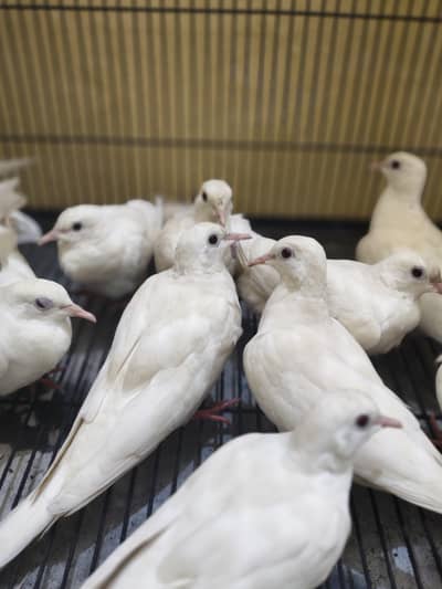 white dove