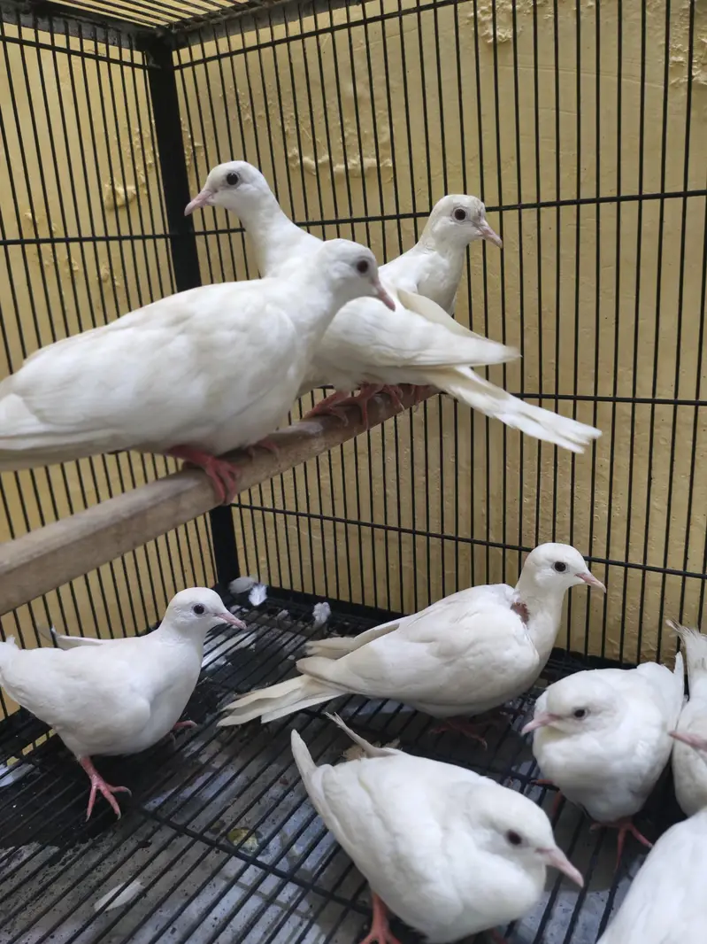 white dove — photo 2