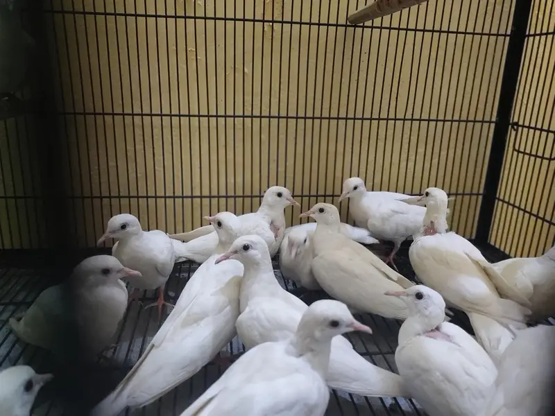 white dove — photo 3