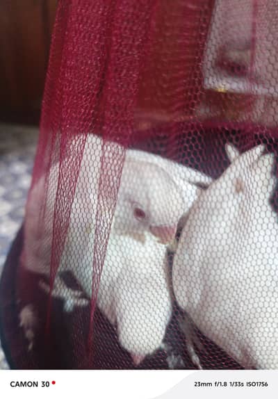 breeder pair