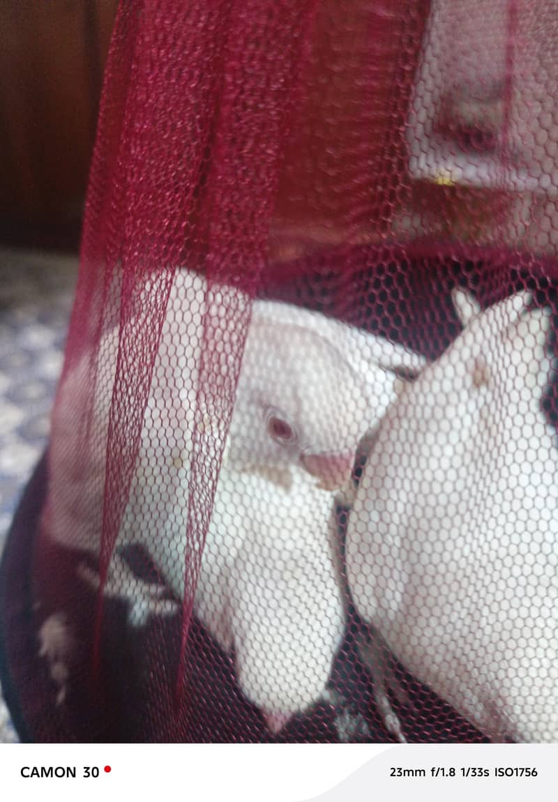 breeder pair 0