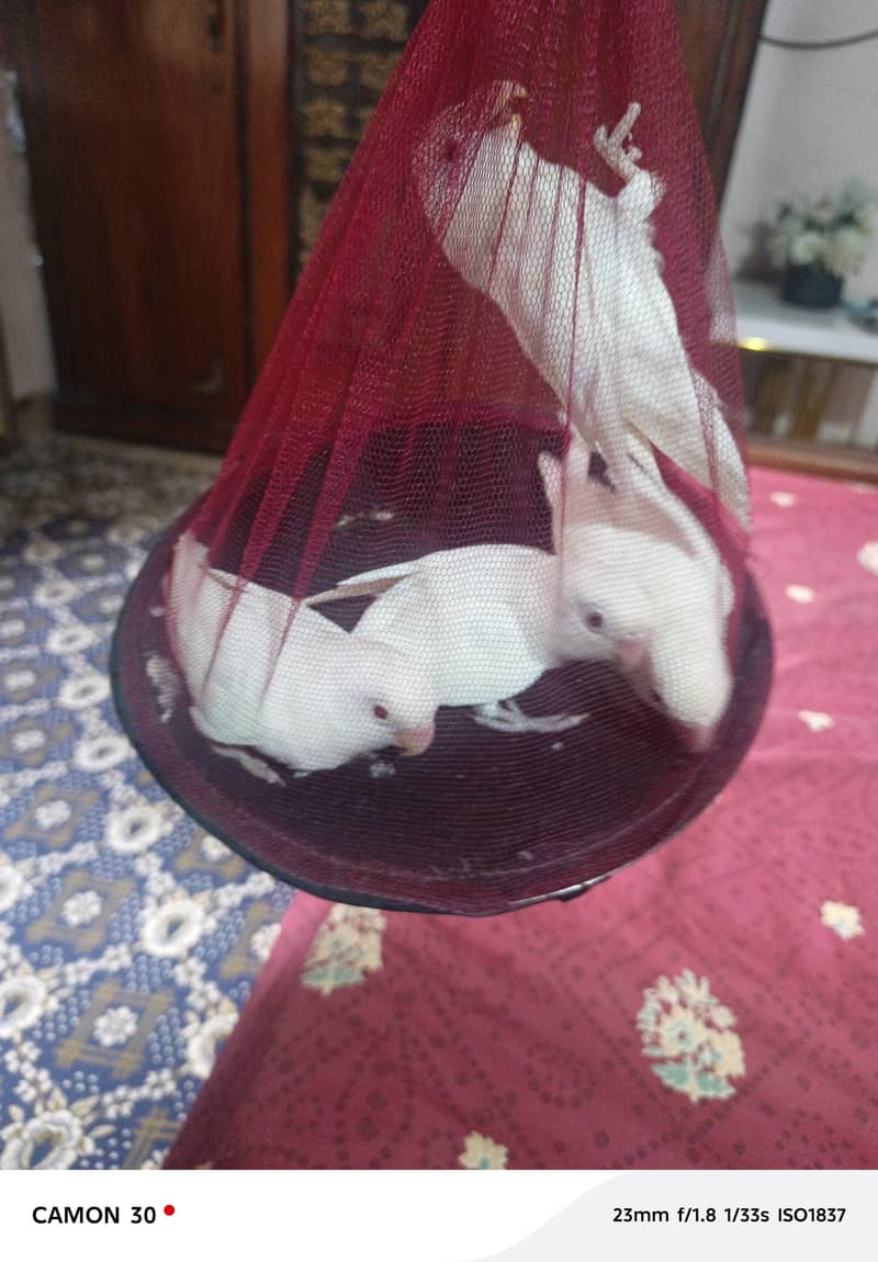 breeder pair 1