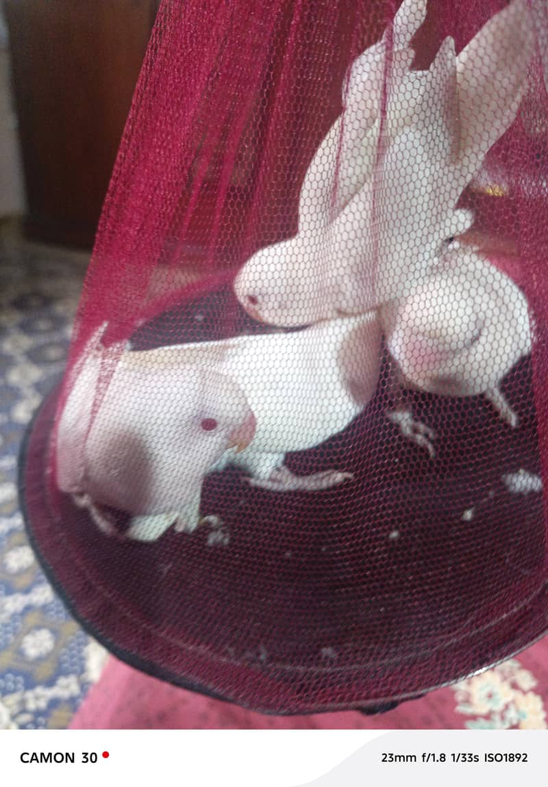 breeder pair 2
