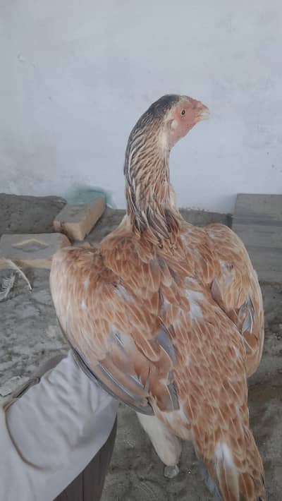 For sale