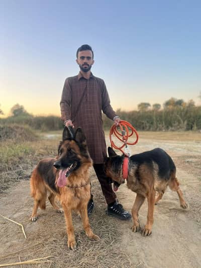 German shepherd