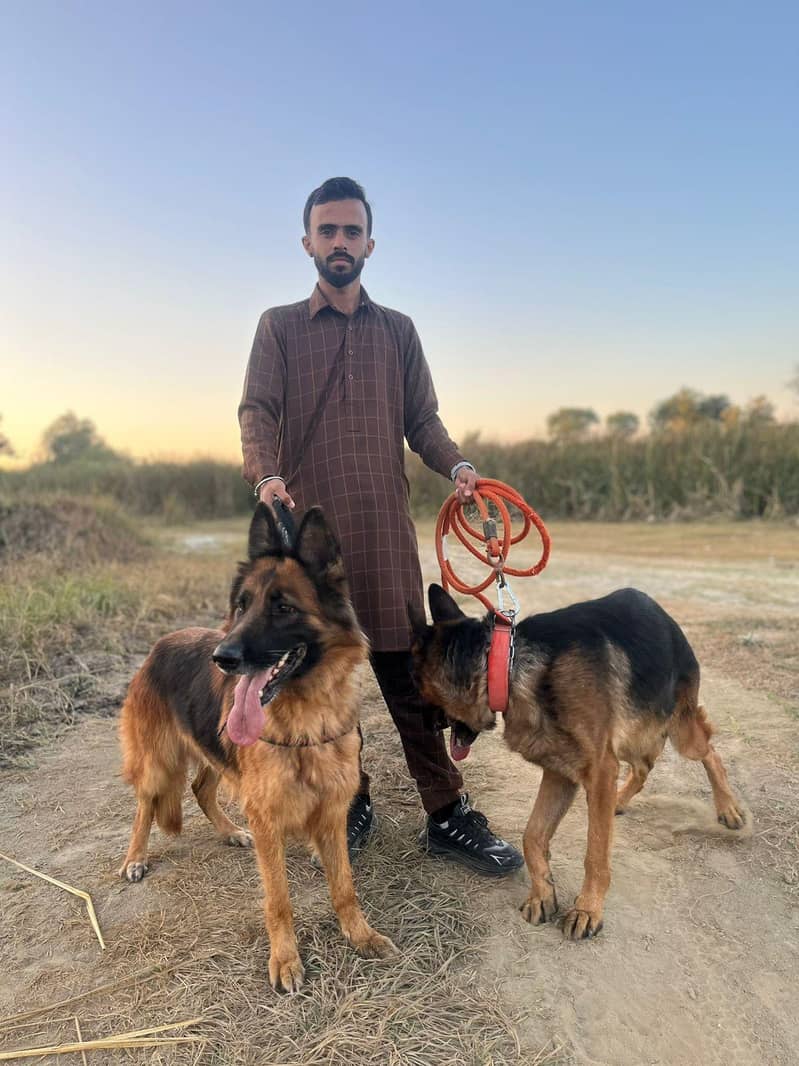 German shepherd 0