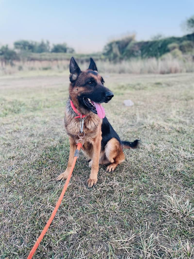 German shepherd 1