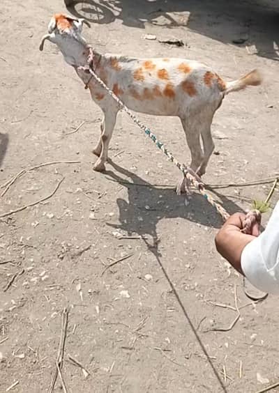 kheeri female For sale