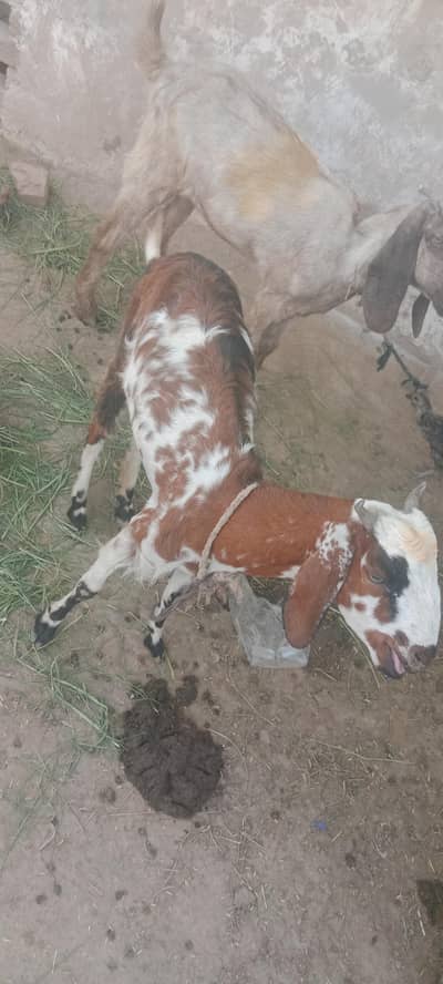 Got with baby for Sale