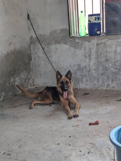 breeder femle for sale
