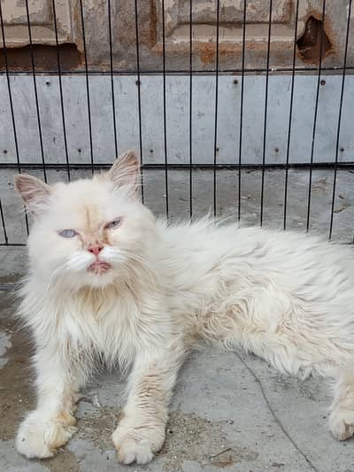 two Persian cat blue eyes w. a03241442869