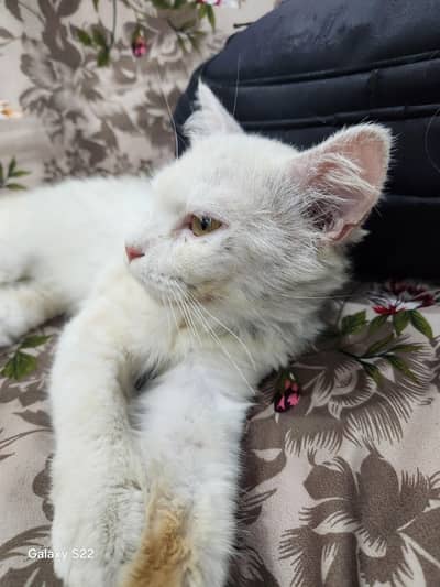 persion cat