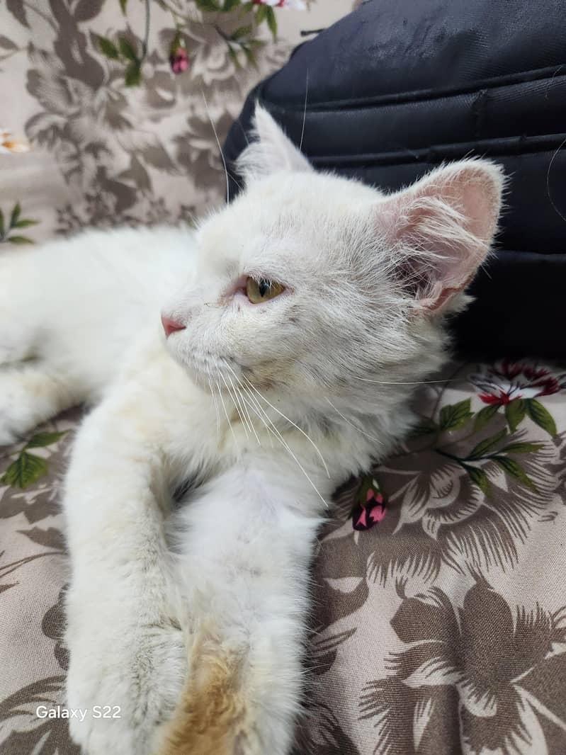 persion cat 0