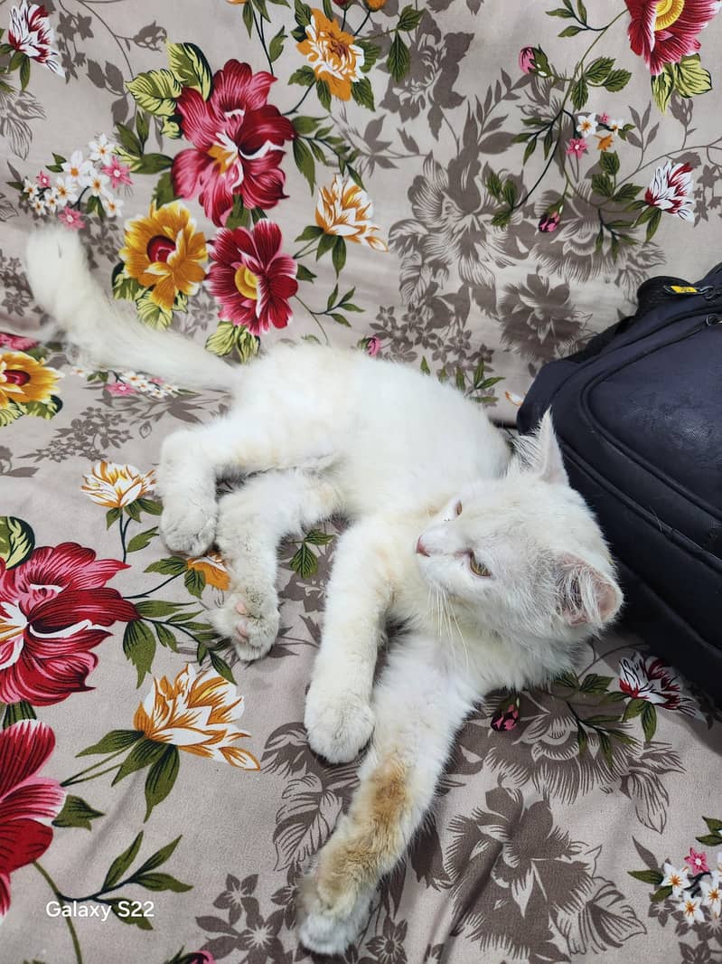 persion cat 1