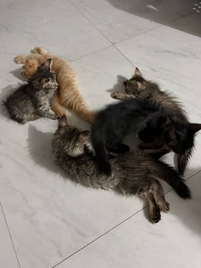 Kittens and cat for sale