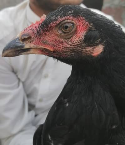 Thai x mianwali aseel hen ready to lay eggs
