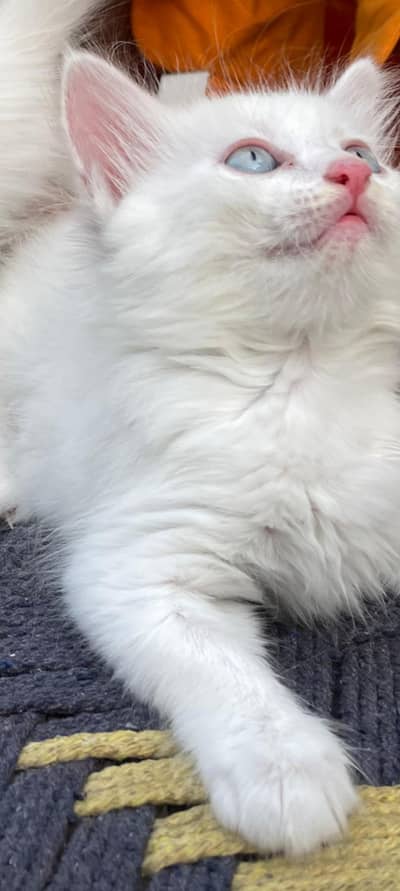 White Persian Blue Eyes Kitten