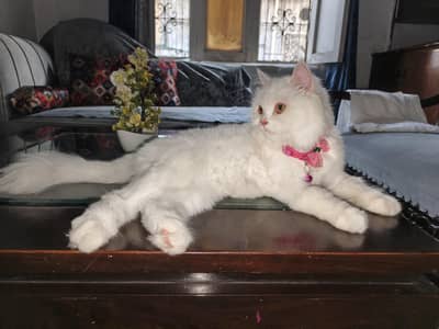 Persian female cat