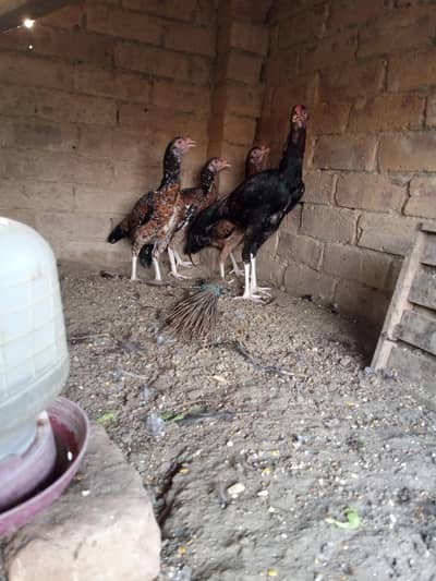 Aseel murga / aseel murgi/ aseel patha / aseel patha /dasi hen