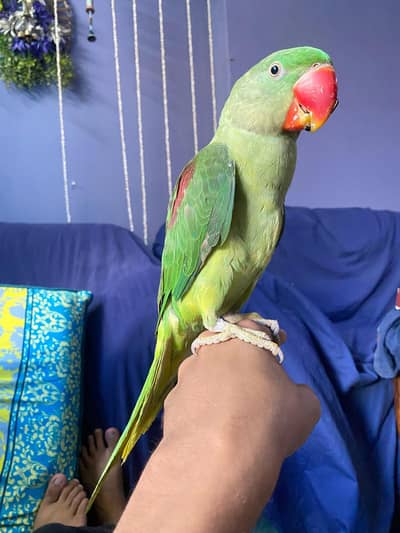 Handtame Raw parrot bohat friendly