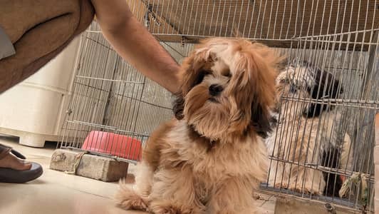 Fully Vaccinated shitzu Puppy | Active & Healthy