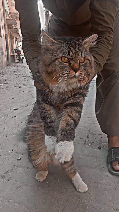 Cat for sale