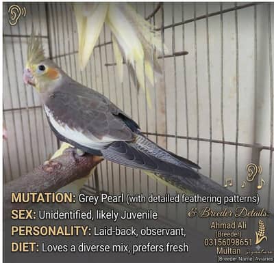 Cockatiels for Sale (Lutino & Pied) - 03156098651